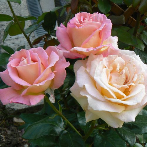 Žlutá - růžová - Stromkové růže s květmi čajohybridů - stromková růže s rovnými stonky v koruně